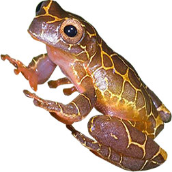  Hourglass Tree Frogs